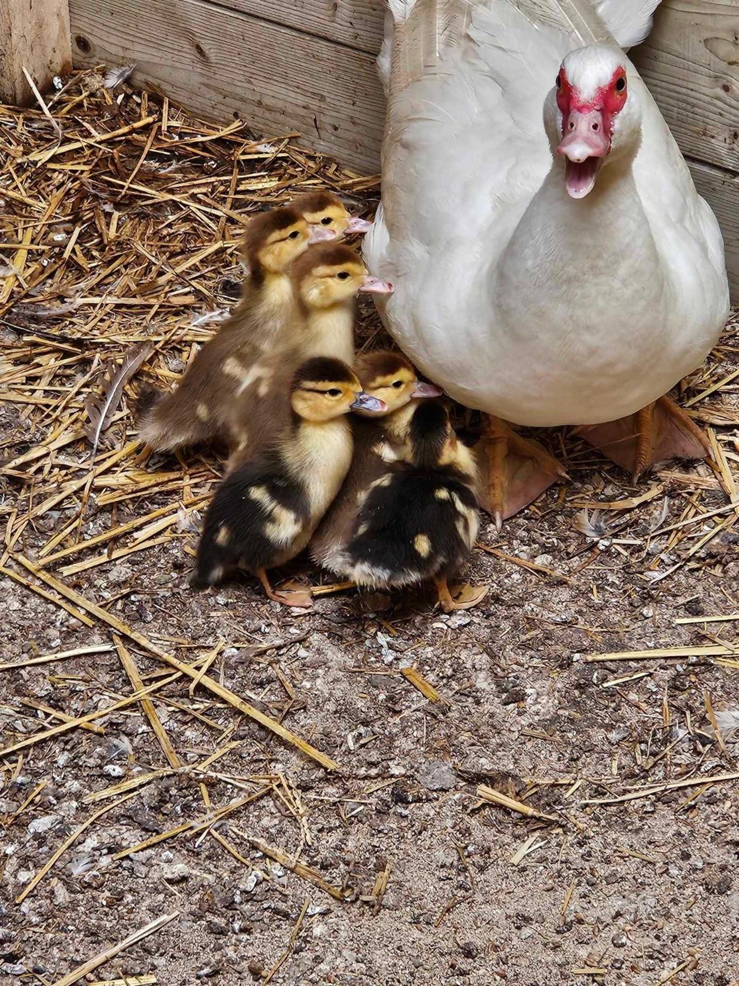 Gite Canard Fromelles エクステリア 写真