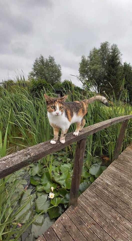 Gite Canard Fromelles エクステリア 写真